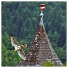 Greifvögelflugschau auf der Festung Hohenwerfen, Sbg.