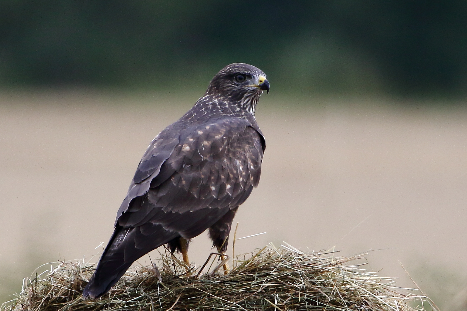 Greifvogel 