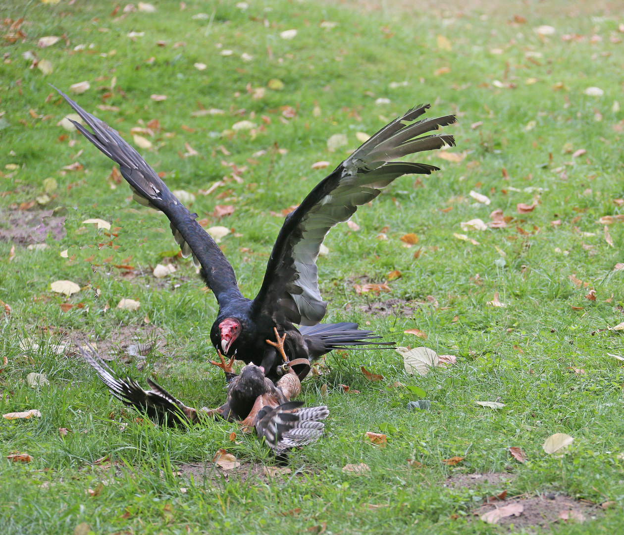 Greifvogel -1- Truthahngeier / Wüstenbussard