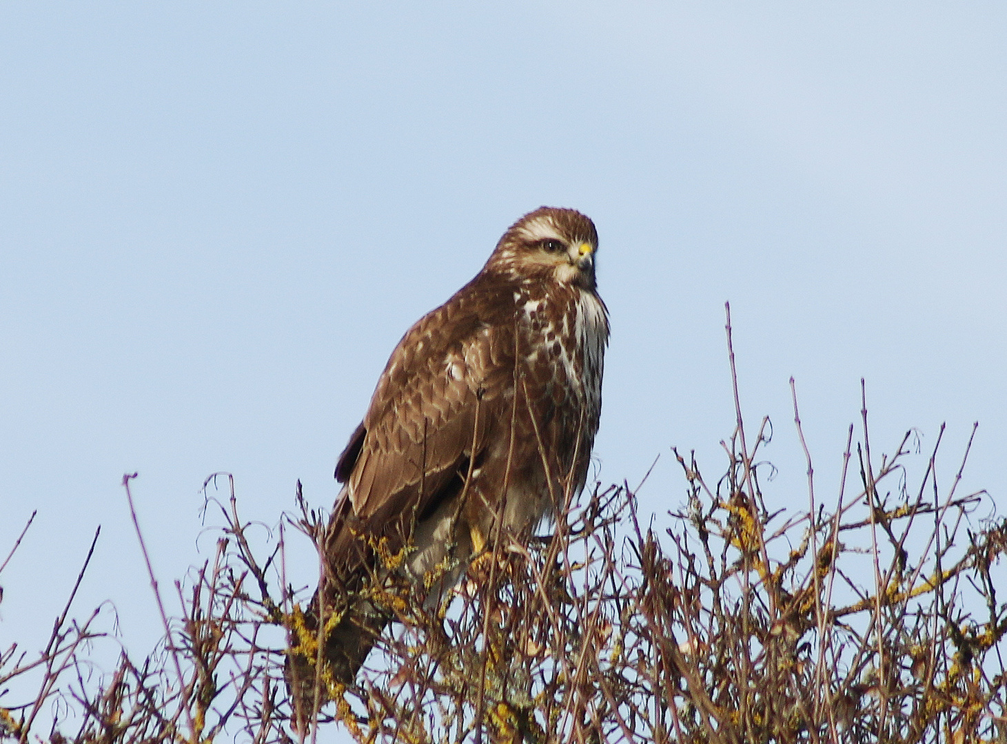 Greifvogel