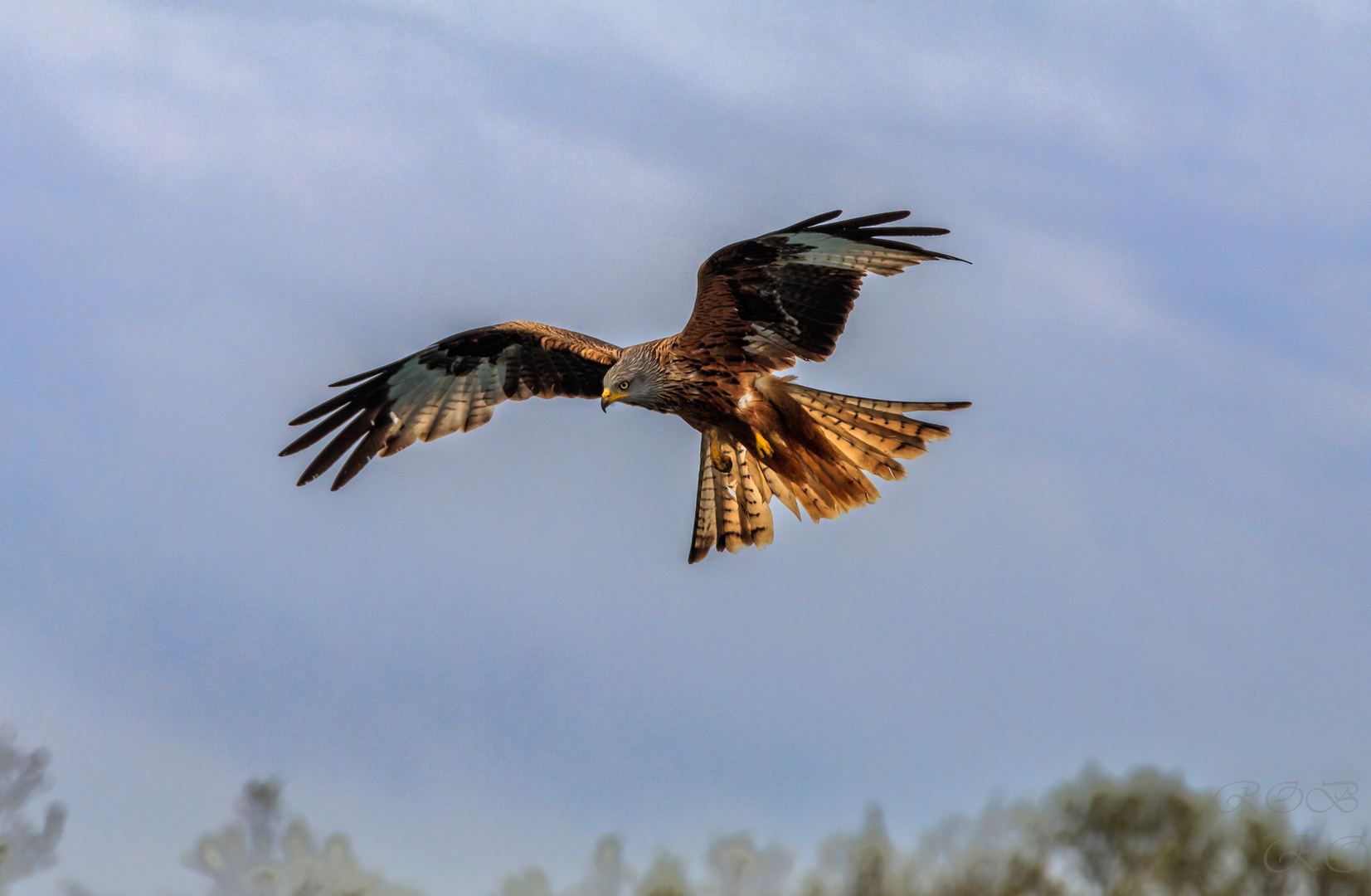 Greifvogel-20220505-20220505