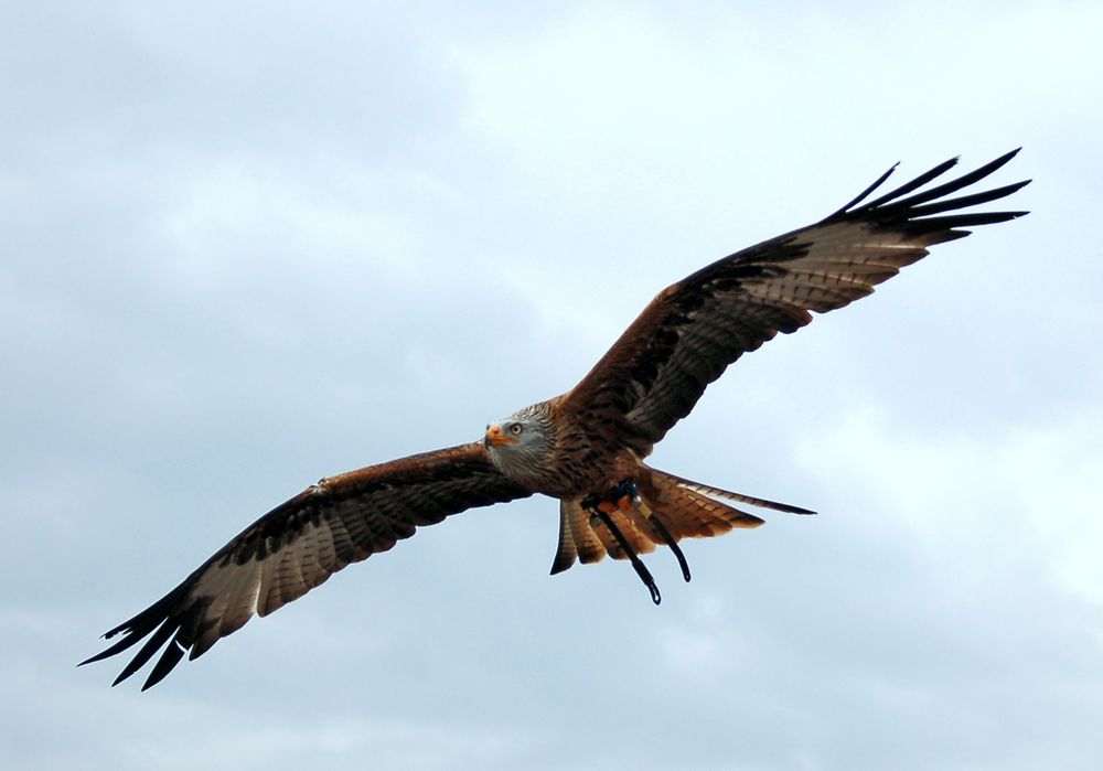 Greifvogel Foto & Bild | deutschland, europe, nordrhein- westfalen