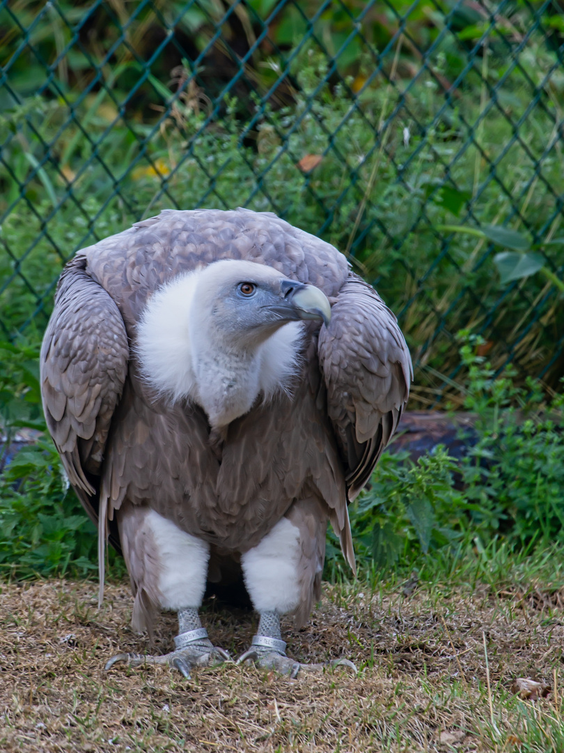 Greifvogel