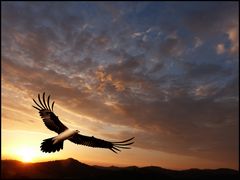 Greifvogel....