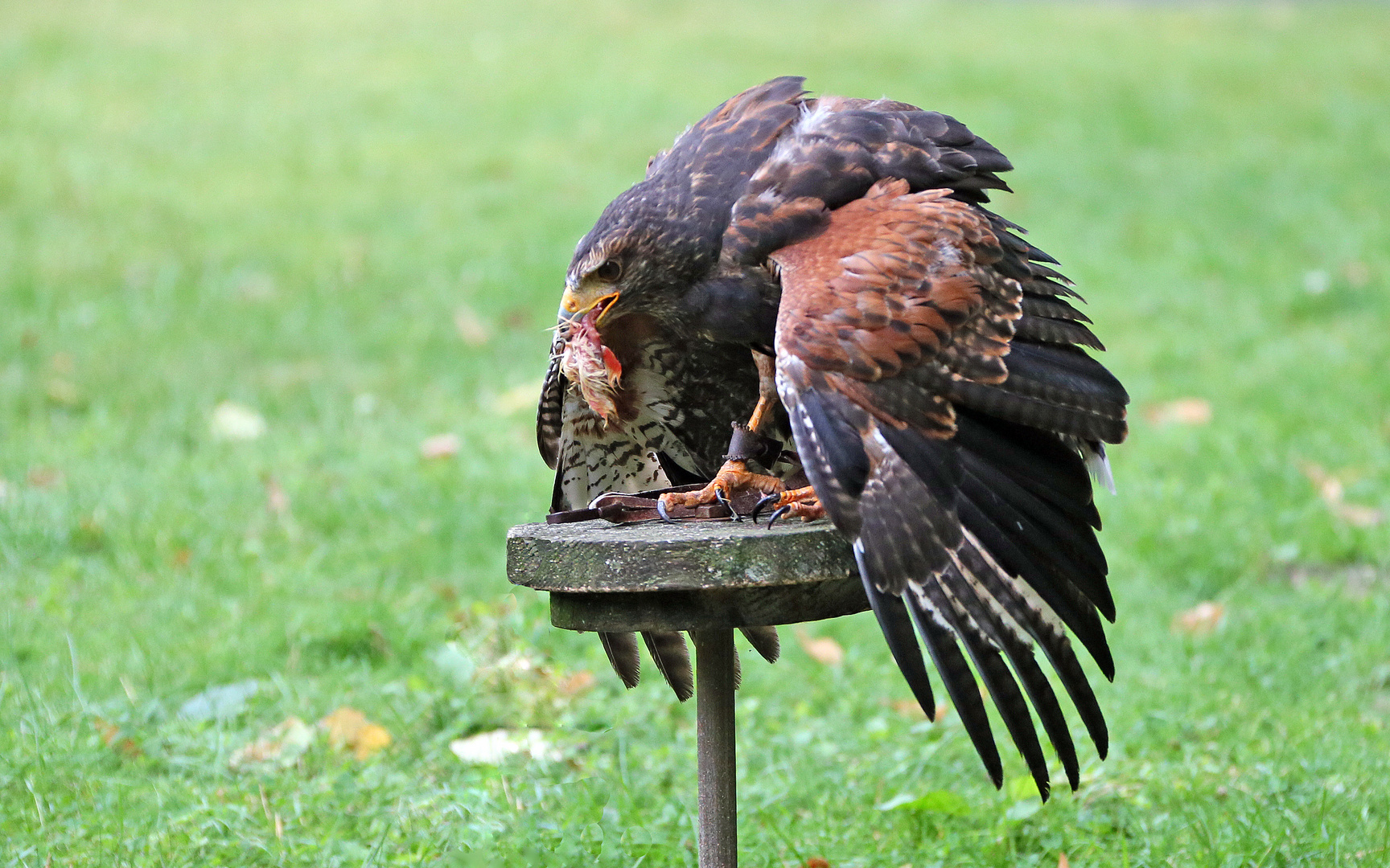 Greifvogel -3- Wüstenbussard