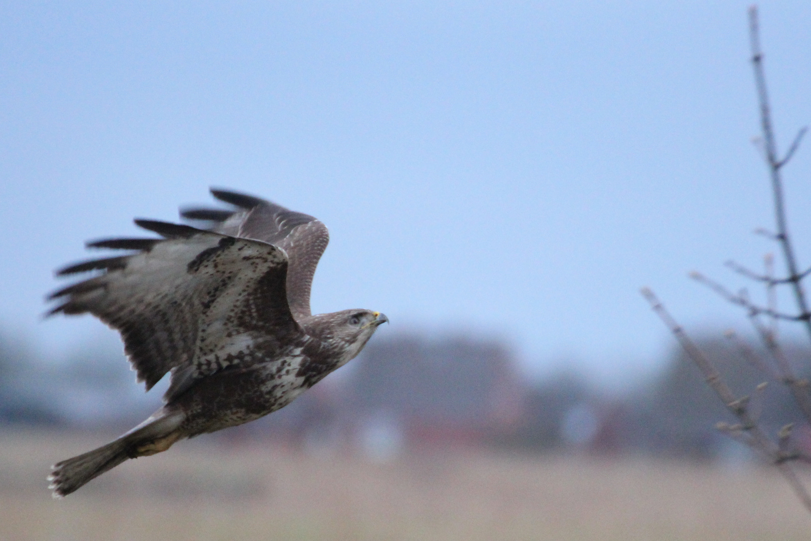 Greifvogel