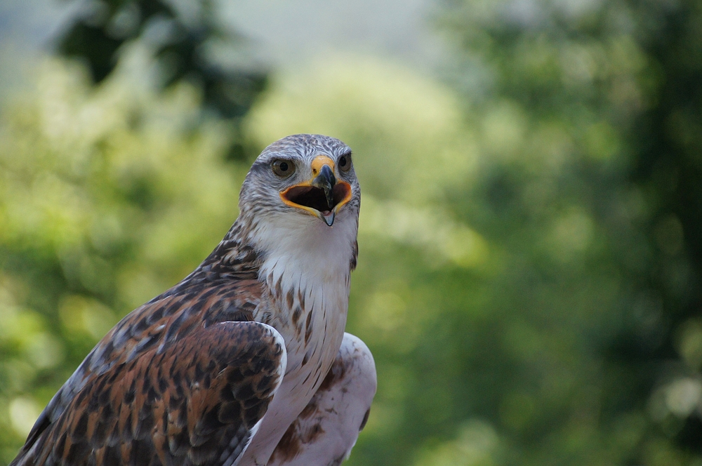 Greifvogel....