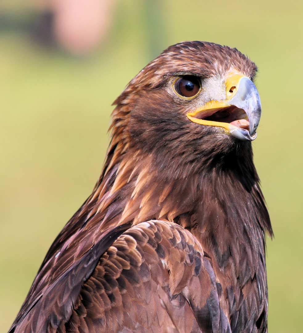Greifvogel Foto & Bild | tiere, zoo, wildpark & falknerei, vögel Bilder