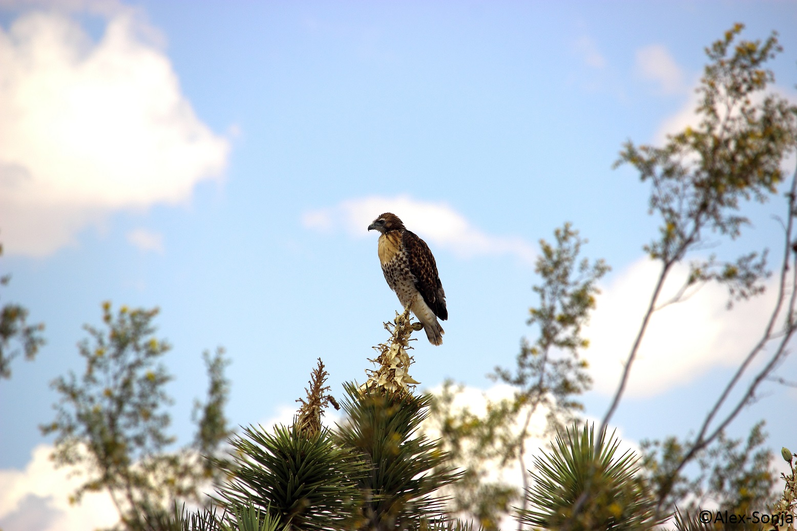 Greifvogel