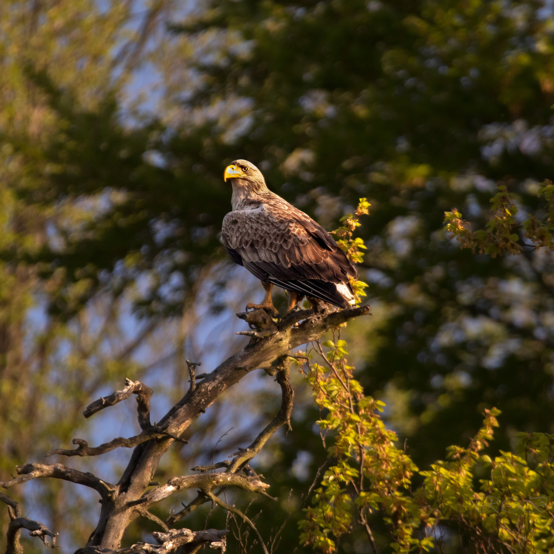 Greifvogel-72620-20220508