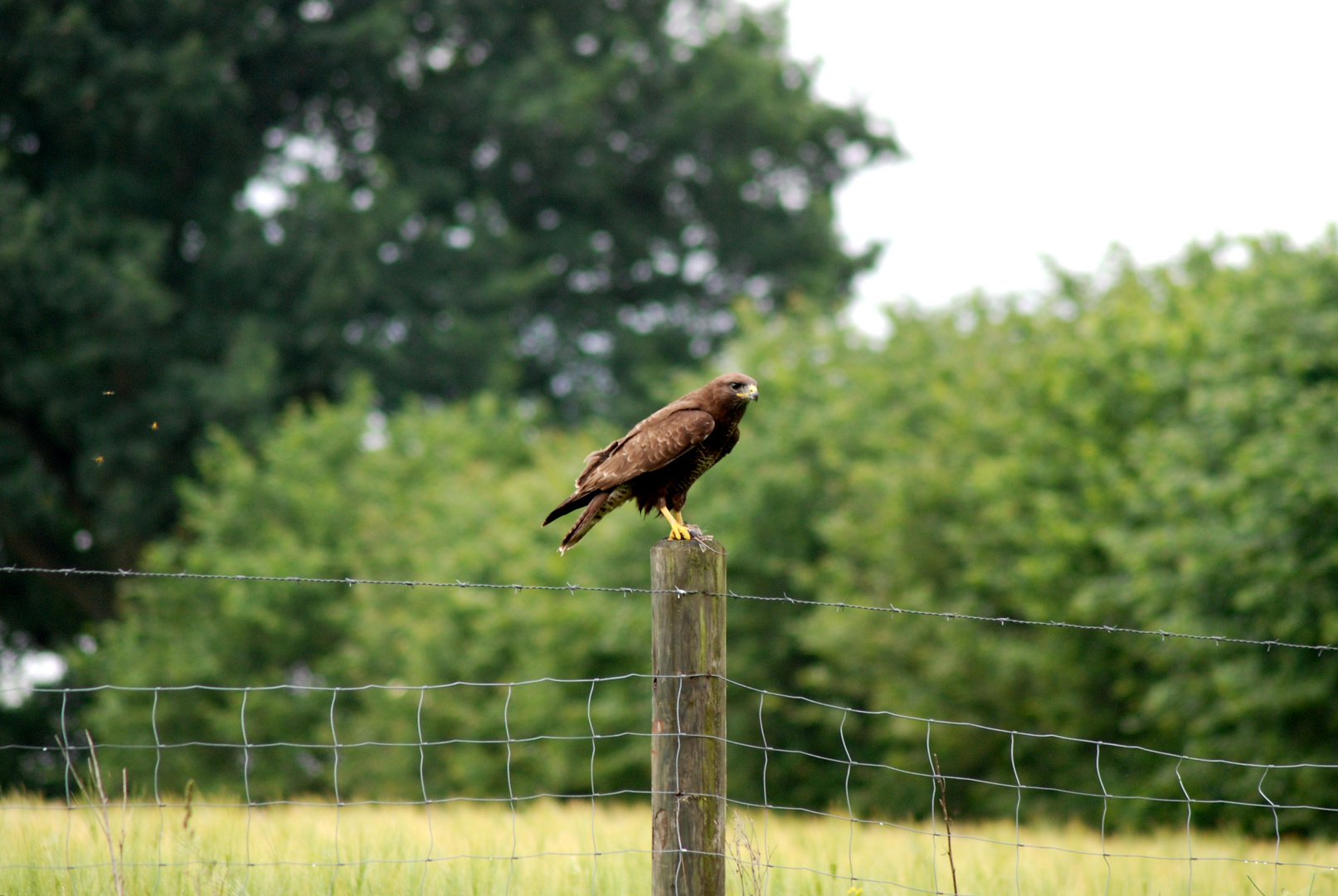 greifvogel