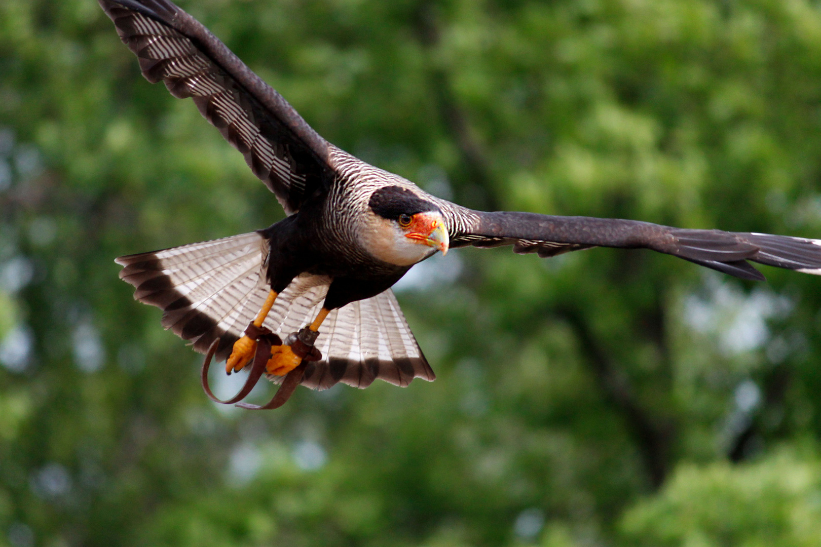 Greifvogel