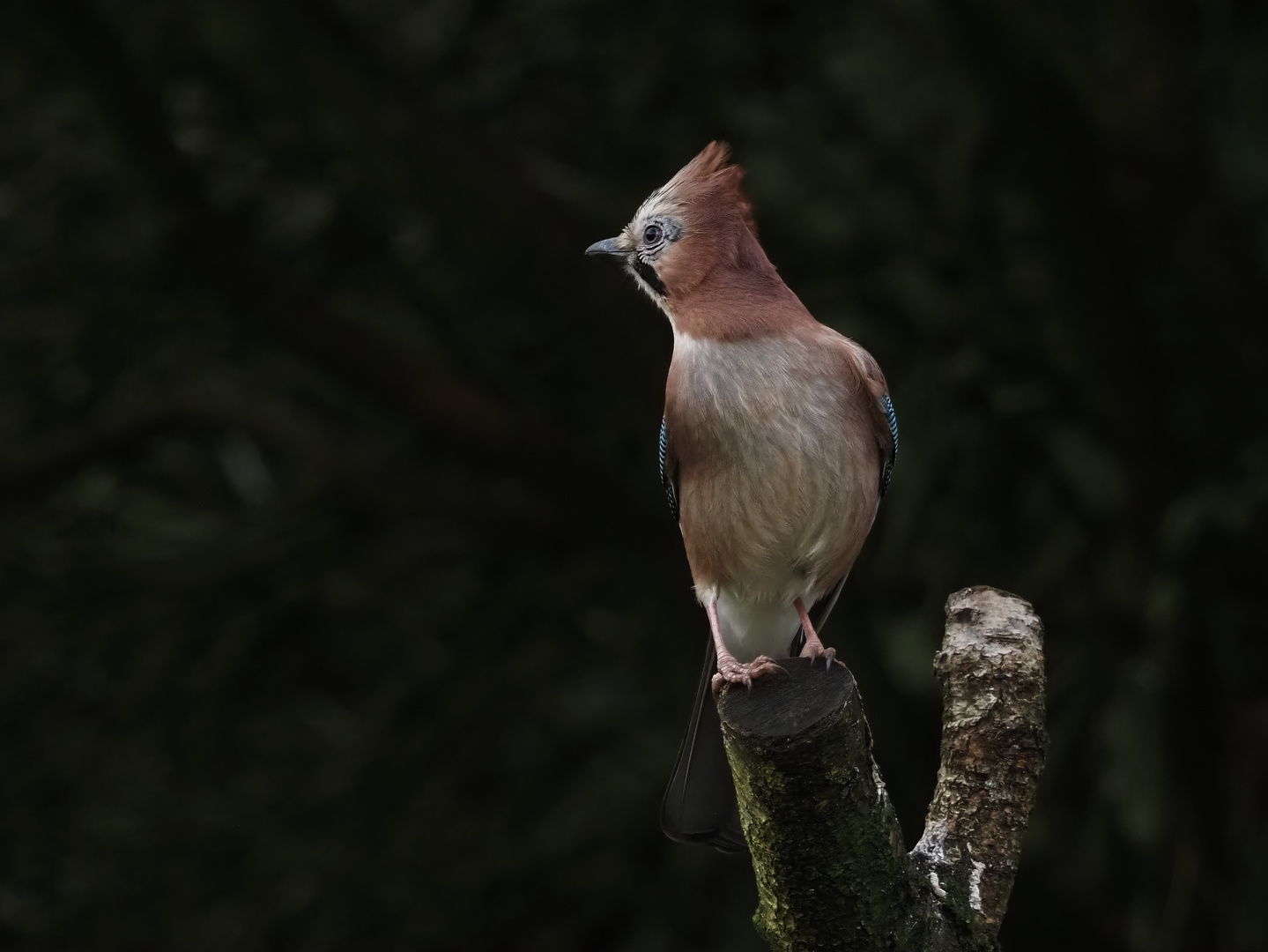 Greifvogel-Alarm-Mütze