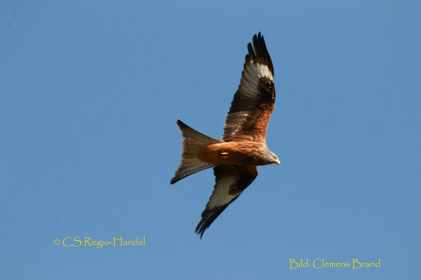 Greifvogel am blauen Himmel