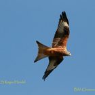 Greifvogel am blauen Himmel