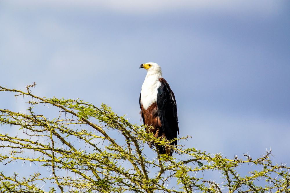 Greifvogel am Lake Manyara