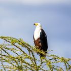 Greifvogel am Lake Manyara