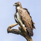 Greifvogel am Lake Manyara 