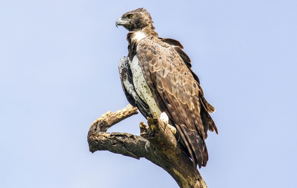 Greifvogel am Lake Manyara 