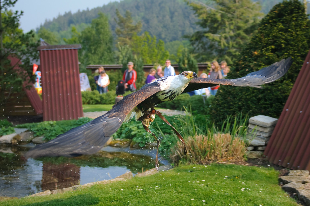 Greifvogel auf Beutezug