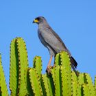 Greifvogel auf der Euphorbia