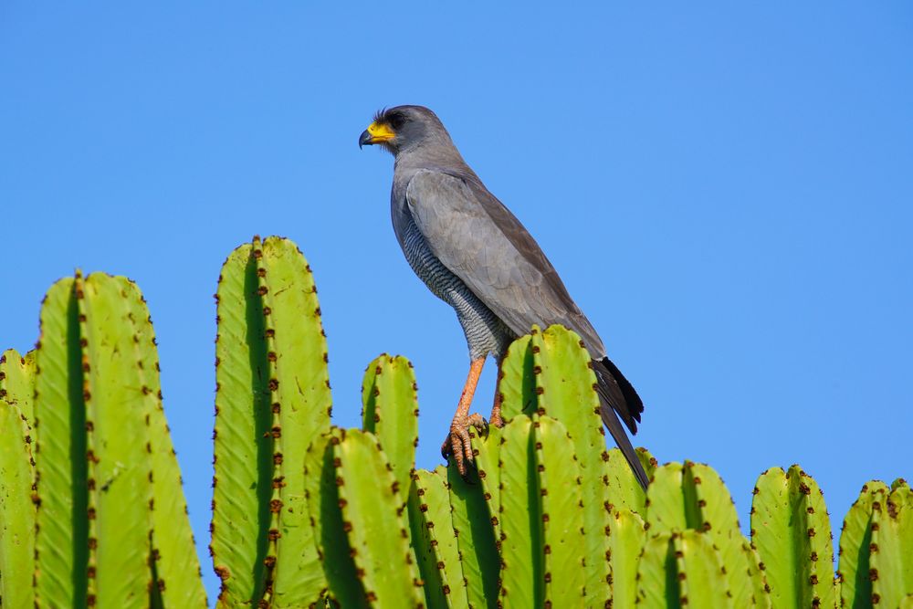 Greifvogel auf der Euphorbia