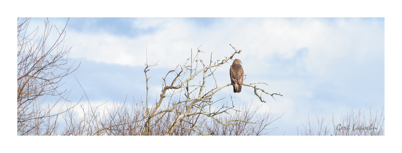 Greifvogel auf der Lauer