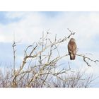 Greifvogel auf der Lauer