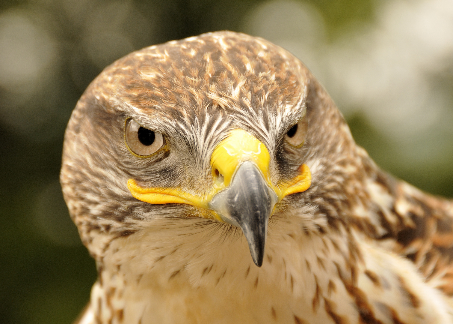 Greifvogel auf der LGS-Hemer