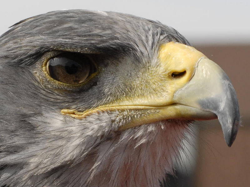 Greifvogel auf der Photokina