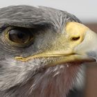 Greifvogel auf der Photokina