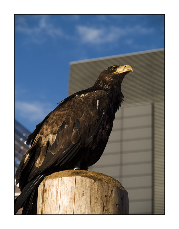 Greifvogel auf der Photokina