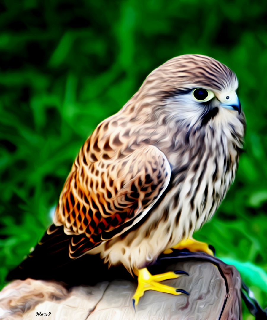 Greifvogel auf einen Block