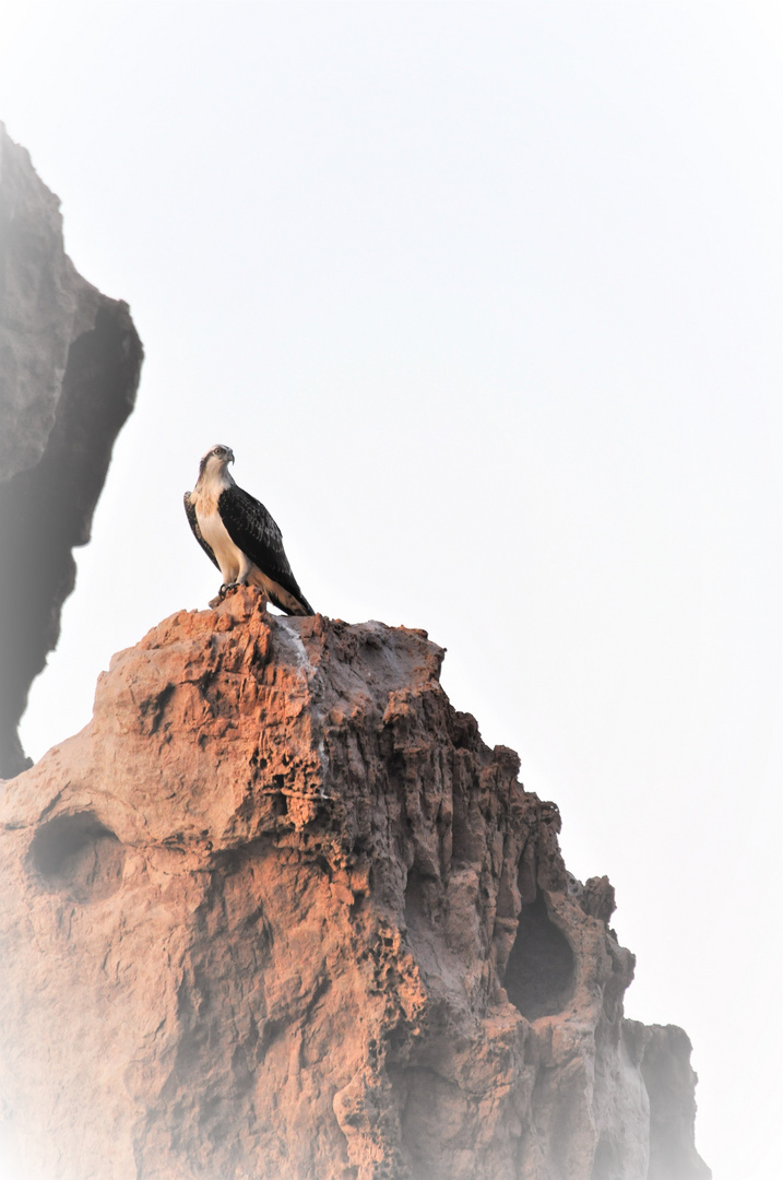 Greifvogel auf Korsika