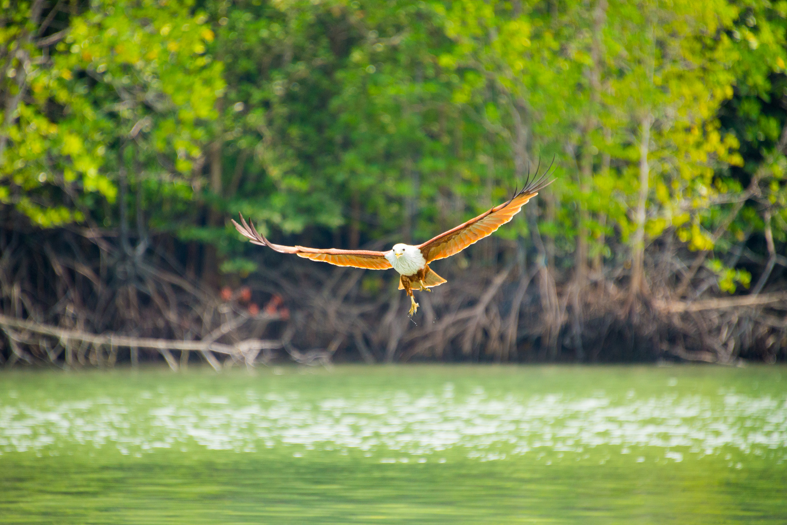 Greifvogel auf Langkawi, Malaysia