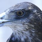 Greifvogel aus dem Colcatal in Peru