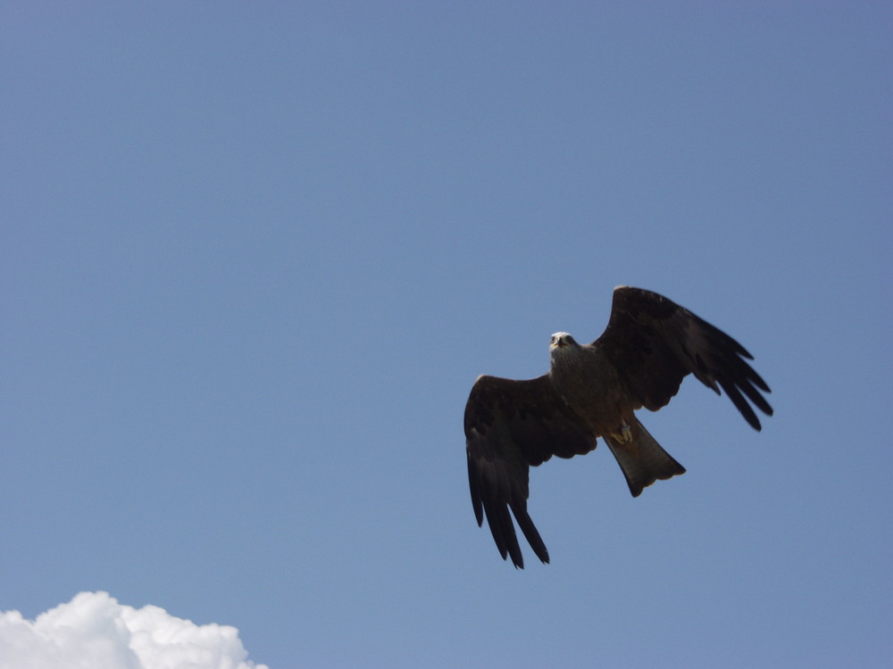 Greifvogel aus Österreich