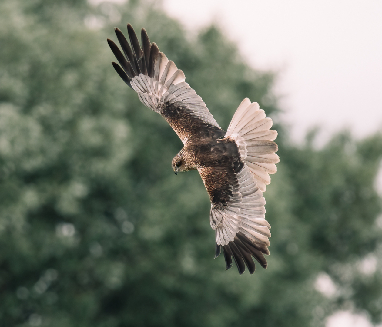 Greifvogel bei Bickenbach Erlensee 1 2021