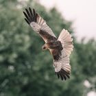 Greifvogel bei Bickenbach Erlensee 1 2021