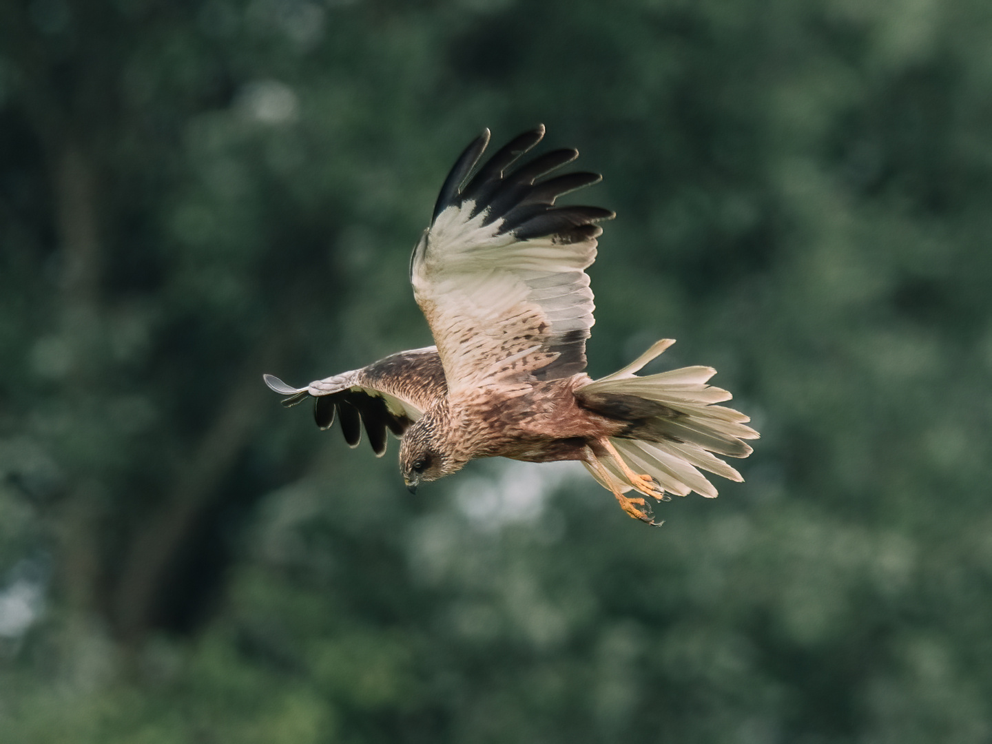 Greifvogel bei Bickenbach Erlensee 2 2021