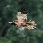 Greifvogel bei Bickenbach Erlensee 2 2021