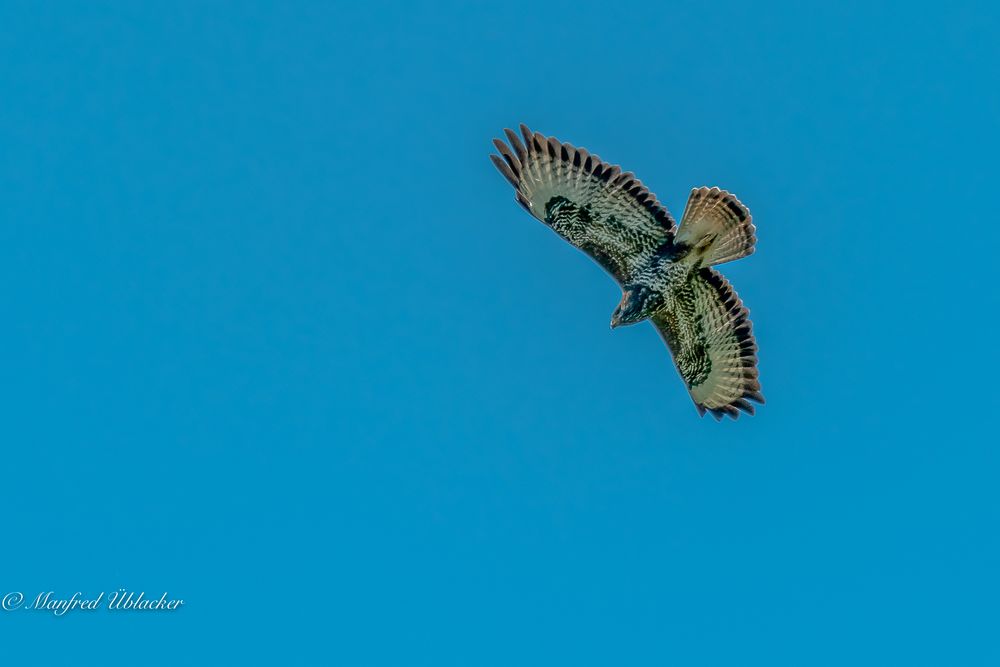 Greifvogel bei der Jagd ...