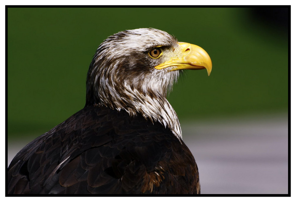 Greifvogel bei FFB Fototage Mai 2009