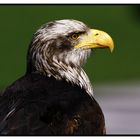 Greifvogel bei FFB Fototage Mai 2009