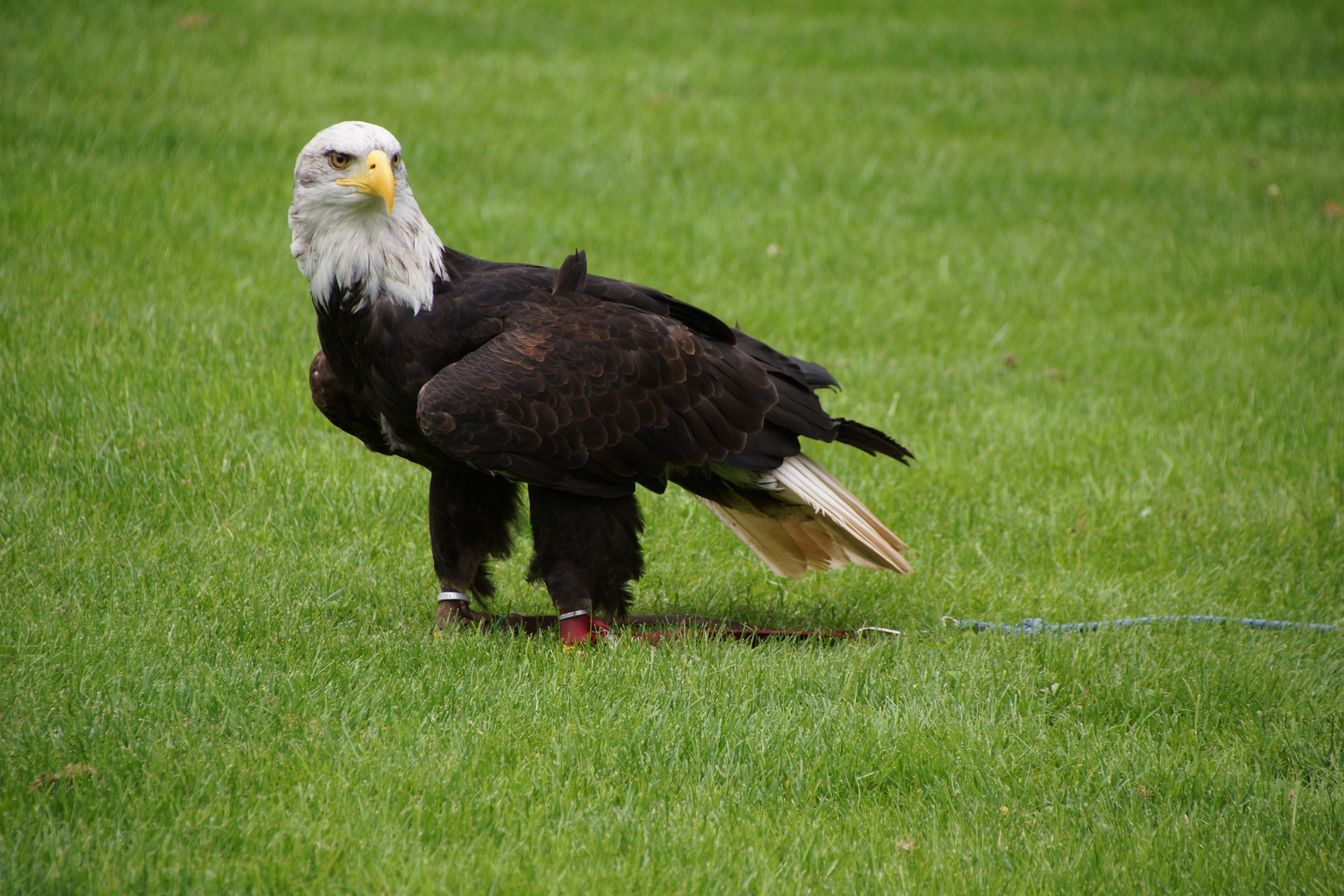 Greifvogel bei Foto-Event