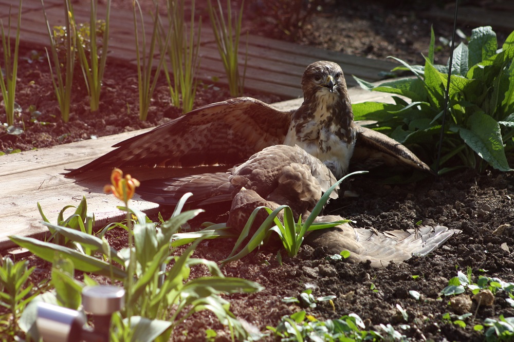 Greifvogel beim Angriff1