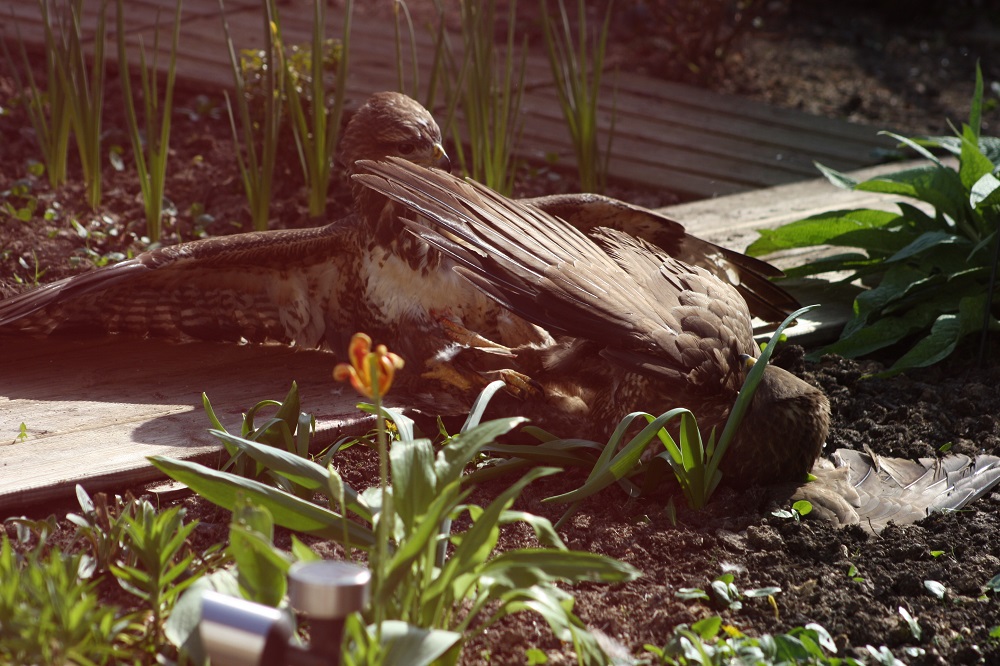 Greifvogel beim Angriff3