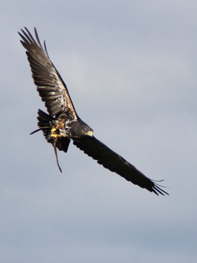 Greifvogel beim fliegen