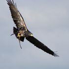 Greifvogel beim fliegen