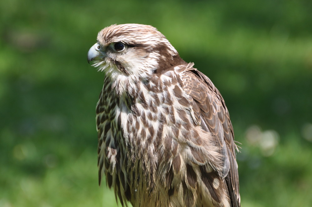 Greifvogel beim Sonnenbaden